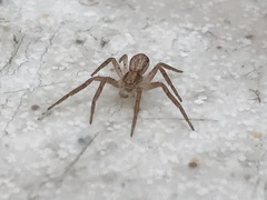 Philodromus dispar