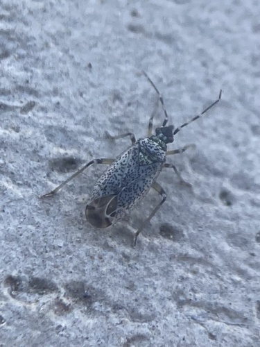 Macrotylus multipunctatus