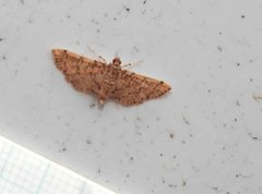 Lamprosema tampiusalis