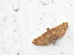 Lamprosema tampiusalis