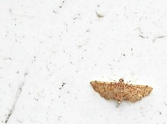 Lamprosema tampiusalis