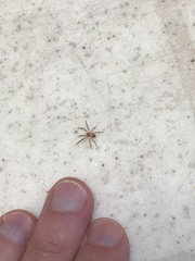 Philodromus dispar