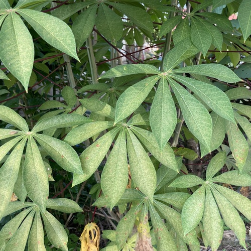 Cassava