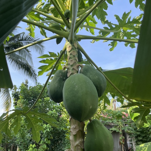 Papaya