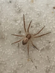 Philodromus dispar