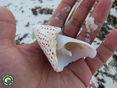 Conus leopardus