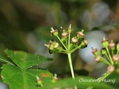 Eleutherococcus trifoliatus setosus