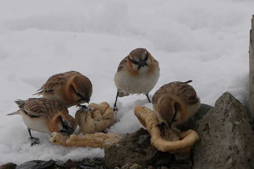 Rufous-necked Snowfinch