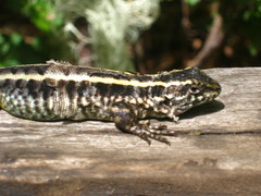 Liolaemus septentrionalis
