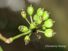 Eleutherococcus trifoliatus setosus