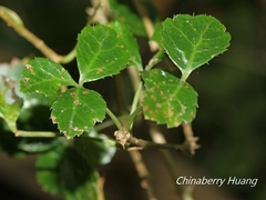 Eleutherococcus trifoliatus setosus