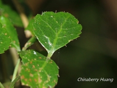 Eleutherococcus trifoliatus setosus