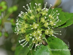 Eleutherococcus trifoliatus setosus