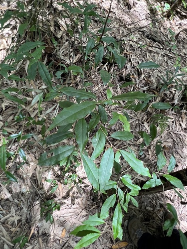 Elaeagnus glabra observed 2026-05-03