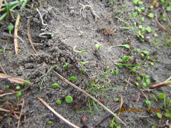 Amblyopone australis