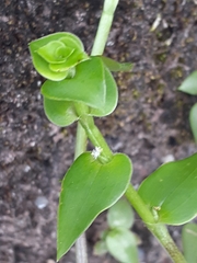 Callisia repens