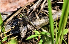 Arigomphus pallidus