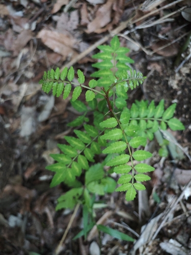 Zanthoxylum piperitum, photograph 3