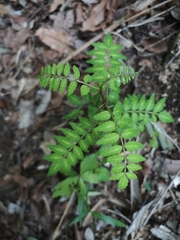 Zanthoxylum piperitum, photograph (c) WATANABE Hitoshi 渡辺仁, some rights reserved (CC BY)