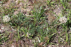 Asclepias michauxii