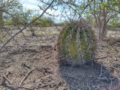 Ferocactus herrerae