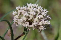 Asclepias michauxii