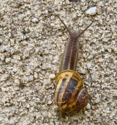 Cornu aspersum