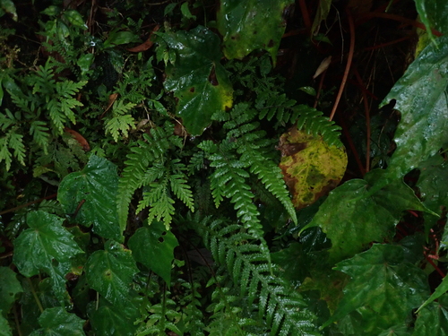 Leptogramma totta observed 2026-05-03