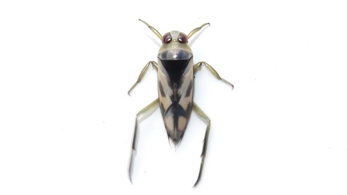 Grousewinged Backswimmer photo 3