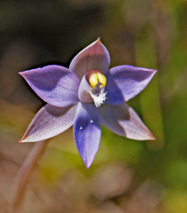 Thelymitra holmesii