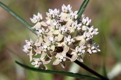 Asclepias michauxii