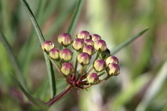 Asclepias michauxii
