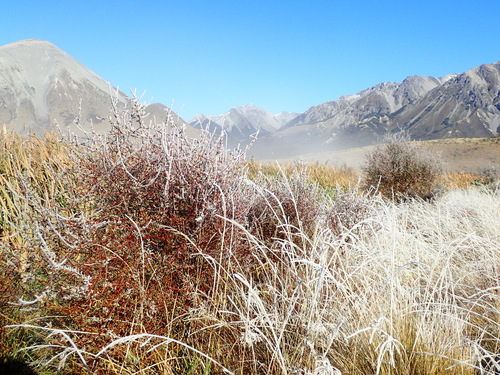 Coprosma intertexta, photograph 5