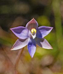 Thelymitra holmesii