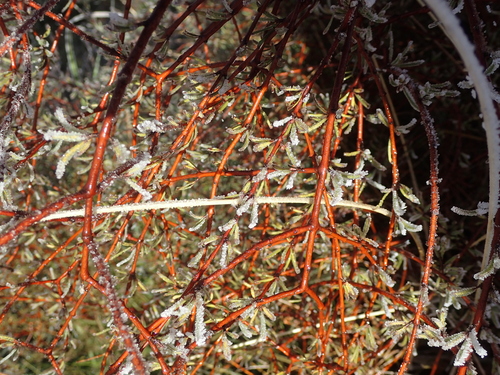Coprosma intertexta, photograph 6