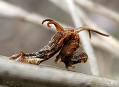 Nematocampa