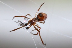 Argyrodes antipodianus