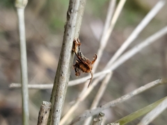 Nematocampa