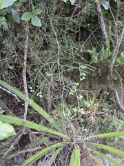 author not stated, no rights reserved Carmichaelia arborea, photograph author not stated, no rights reserved