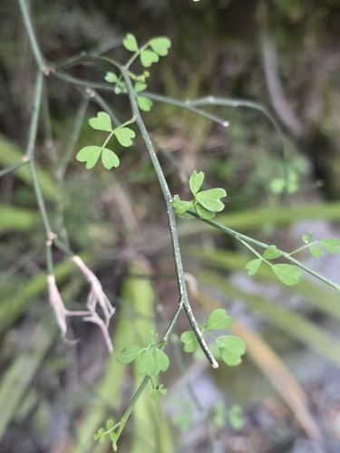 Carmichaelia arborea, photograph 6