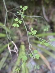 Carmichaelia arborea, photograph author not stated, no rights reserved