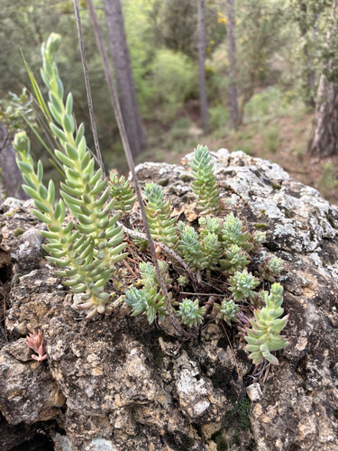 Pale Stonecrop
