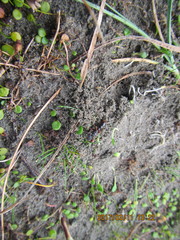 Amblyopone australis