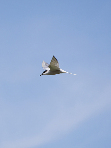 Common Tern