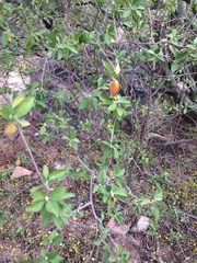 Croton sonorae
