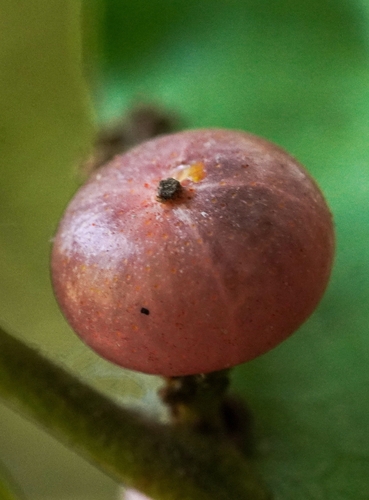 Glycosmis pentaphylla observed 2026-05-02