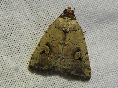 Festive and Pale-winged Midgets and Allies photo 3