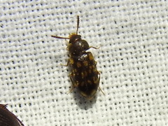 Mycetophagus pluripunctatus