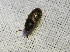 Mycetophagus pluripunctatus