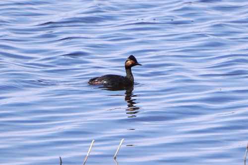 Eared Grebe